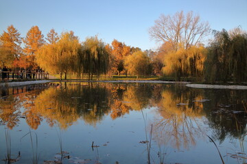 Autumnal park with trees reflected in a pond