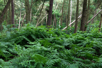 Naklejka premium fern in the forest