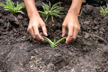 Hand planting green leaf plant by heart symbol on soil in the garden