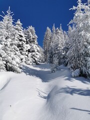 snow covered trees in the mountains