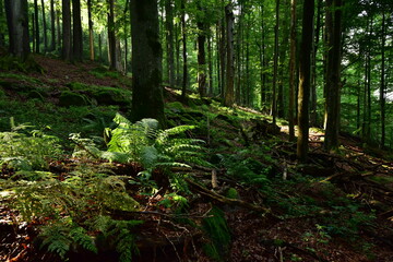 Natural Monument Hojna Voda