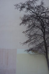 An alone tree just in front of the wall of the building, Moscow, Russia