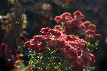 Fototapeta premium Colorful autumn plants on nature background
