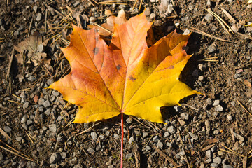 Schaan, Liechtenstein, October 27, 2021 Colorful leaves hanging on a branch at fall