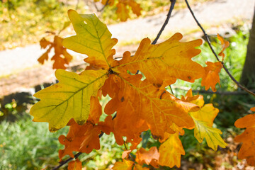 Fototapeta na wymiar Schaan, Liechtenstein, October 27, 2021 Colorful leaves hanging on a branch at fall