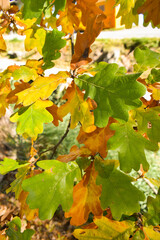Schaan, Liechtenstein, October 27, 2021 Colorful leaves hanging on a branch at fall