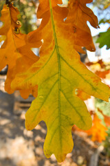 Schaan, Liechtenstein, October 27, 2021 Colorful leaves hanging on a branch at fall