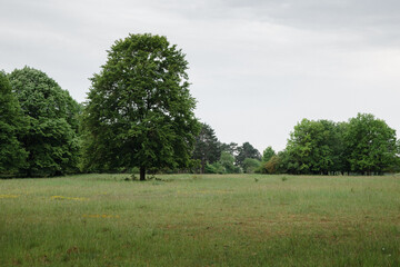 German Forest in the Brachenleite integral nature reserve and former military training ground near Tauberbischofsheim.
