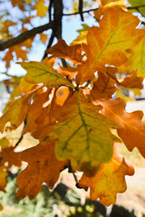 Schaan, Liechtenstein, October 27, 2021 Colorful leaves hanging on a branch at fall