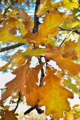Schaan, Liechtenstein, October 27, 2021 Colorful leaves hanging on a branch at fall