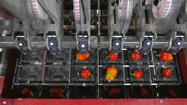 Applying stickers on vegetables red bell pepper. Food industrial machinery concept. Labelling machinery for stamping logo sticker for export and distribution.
