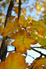 Schaan, Liechtenstein, October 27, 2021 Colorful leaves hanging on a branch at fall