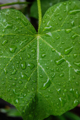 raindrops on wide, fresh and green leaves