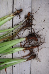 Irys kosaciec niemiecki Iris germanica