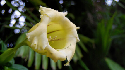 Solandra grandiflora
Cup of gold is a heavy, thick stemmed liana with large shiny leaves and large bell shaped golden yellow flowers. 