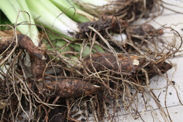 Irys kosaciec niemiecki Iris germanica © Perovskia