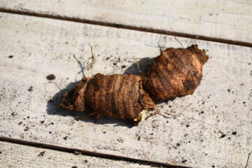 Irys kosaciec niemiecki Iris germanica © Perovskia