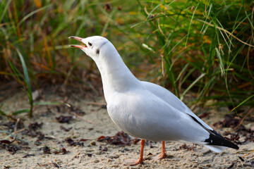 Möwe im Sand