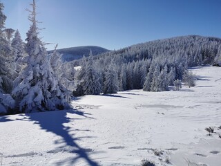 snow covered trees