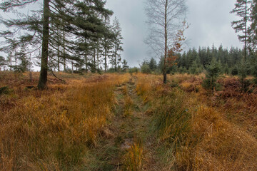 Obraz premium La Via Mansuerica en Hautes Fagnes