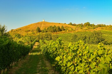 Vineyards under Palava.  Southern Moravia, Czech Republic in autumn time wine harvest. Chapel of...