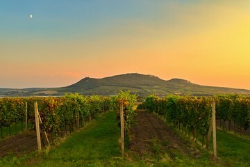 Fototapeta premium Vineyards - Palava region. South Moravia, Czech Republic.