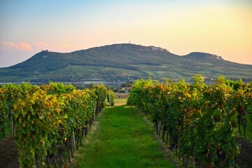 Vineyards - Palava region. South Moravia, Czech Republic.