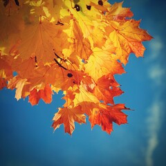 Autumn background. Beautiful colorful leaves in nature with the sun. Seasonal concept outdoors in autumn park.