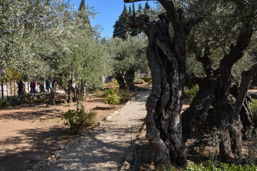 Fototapeta na wymiar Garden of Gethsemane.