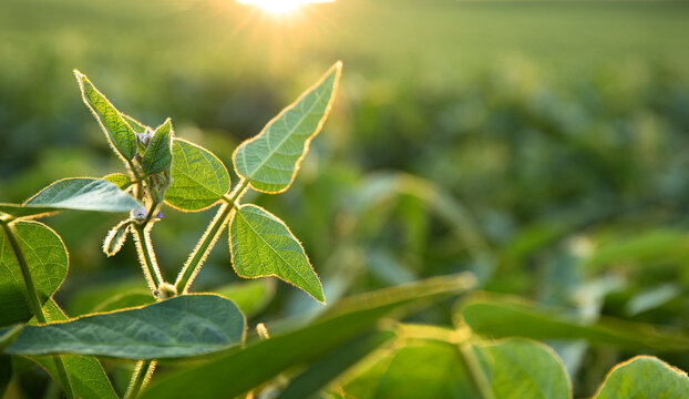 Selective Focus Close Up Of Young Green Soybean Plant With Flower On Plantation In Sunset