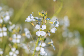 White blossoms of oilseed radish (Raphanus sativus var. oleiformis). Use as covercrop in agriculture.