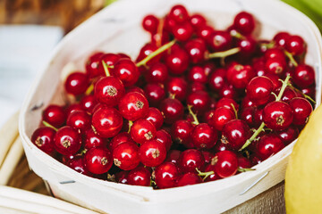 Close up sur des groseilles fraiches dans une barquette en bois