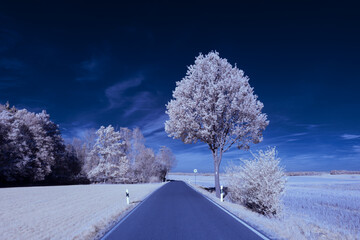 infrared photography - surreal ir photo of landscape with trees under cloudy sky - the art of our...