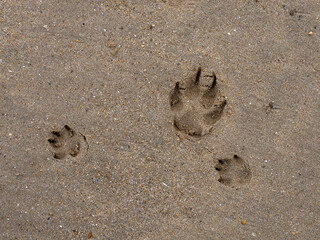 Dog Paw Prints in Sand