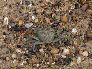 European Green or Shore Crab Deceased