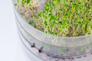 Fresh green broccoli sprouts in a transparent sprouter, white background. Healthy raw, vegan and vegetarian food with vitamins concept. Close up, selective focus, copy space