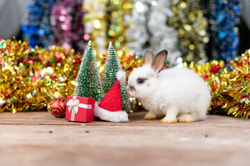 Lovely new born baby bunny easter fluffy rabbits in winter christmas scene with colorful bokeh...