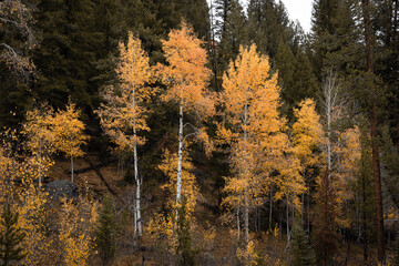 Fototapeta premium fall colors in the sawtooth mountain range with golden sun over cloud cover