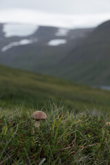 Pilz vor skandinavischer Landschaft