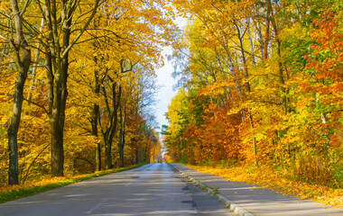 warm autumn view of the road from a moving car