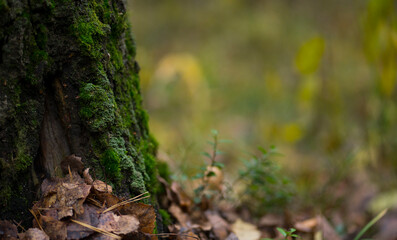 A tree covered with moss on a background of autumn fallen leaves. Image with selective focus
