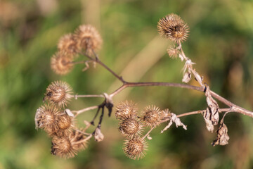Yellow dry thistles and burdock in the field