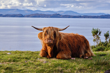 Scotland cow or highland cattle watching into the camera - obrazy, fototapety, plakaty