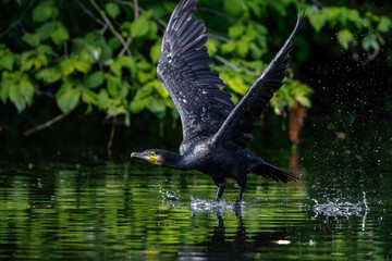 Kormoran (Phalacrocorax carbo)