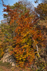 Birke in der Herbst Färbung 