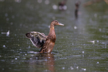 Stockente (Anas platyrhynchos) Jungvogel