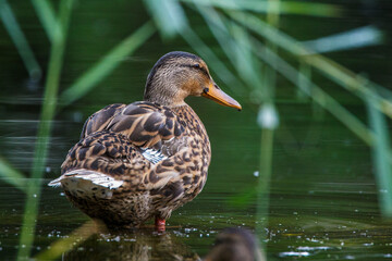 Stockente (Anas platyrhynchos) Weibchen