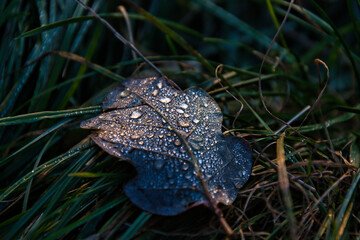 Wassertropfen auf dem Blatt