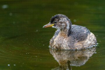 Zwergtaucher (Tachybaptus ruficollis) Jungvogel