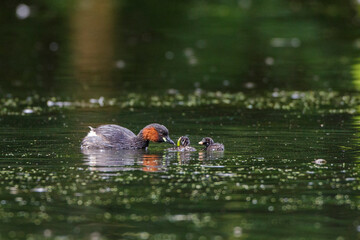 Zwergtaucher (Tachybaptus ruficollis) mit Jungen